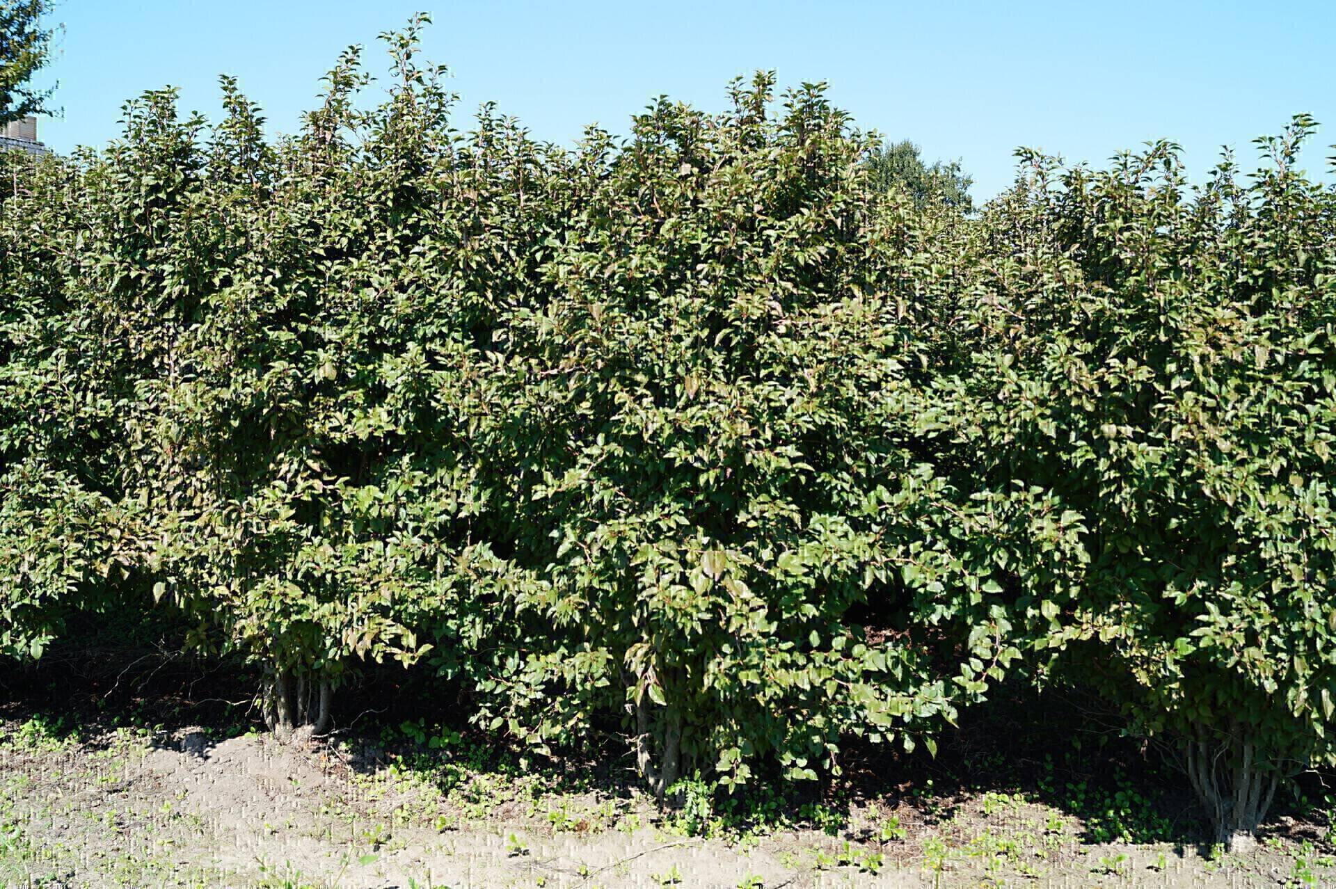 Prunus incisa Oshidori_05